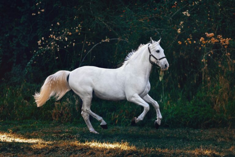 Paardenmiddel tegen schimmelnagel dat echt werkt